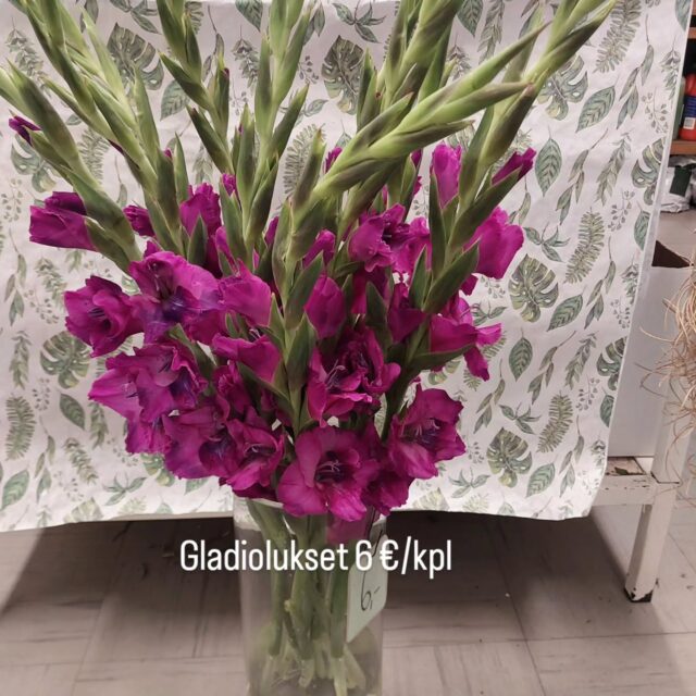Gladiolukset 6 €/kpl