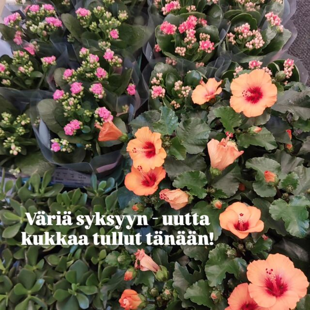 Tervetuloa kukkakaupalle💐🌺🏵🌸