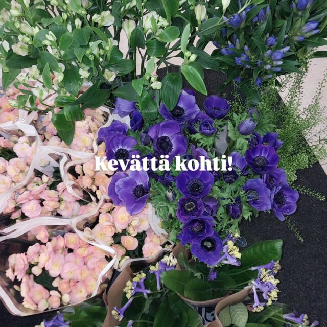 Hehkeitä värejä saapunut kukkakaupalle🩷🌿
Anemone- ja jaloleinikkikaudet alkaneet, myös tulppaaneja tuoreita tullut tänään. Tervetuloa!