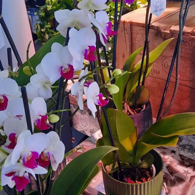 Orkideat 10€ ja yksivanaiset valkoiset nuppua työntävät amaryllikset 5€🌺💮🌸
Joulupuoti siis avoinna vielä kolme päivää 10. - 12.1. klo 11 -16!!!