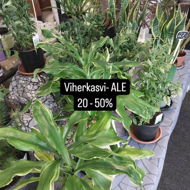 Alkaa tänään kukkakaupalla, tervetuloa💚🪴🌿