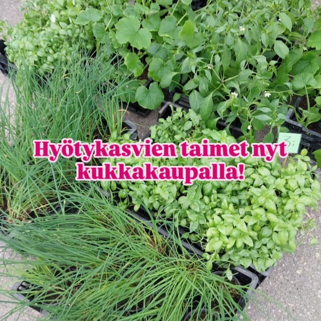 Sekä paljon hurmaavia amppeleita, mm amppelivaula🌸