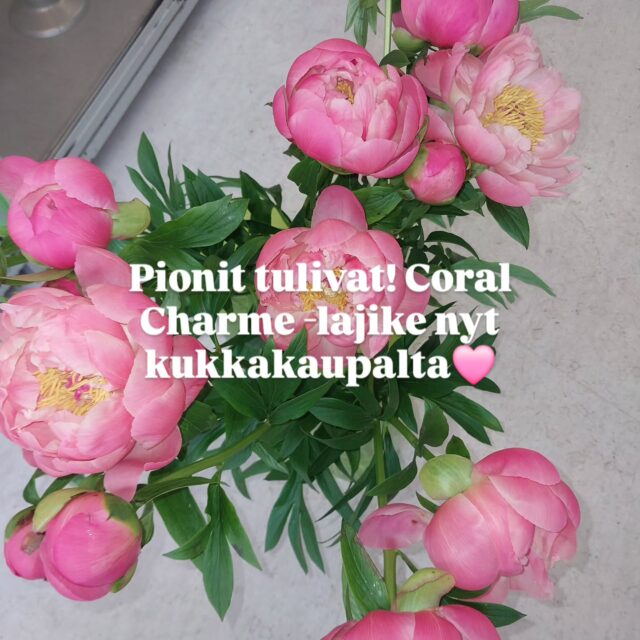 Pionit tulivat! Coral Charme -lajike nyt kukkakaupalta🩷
